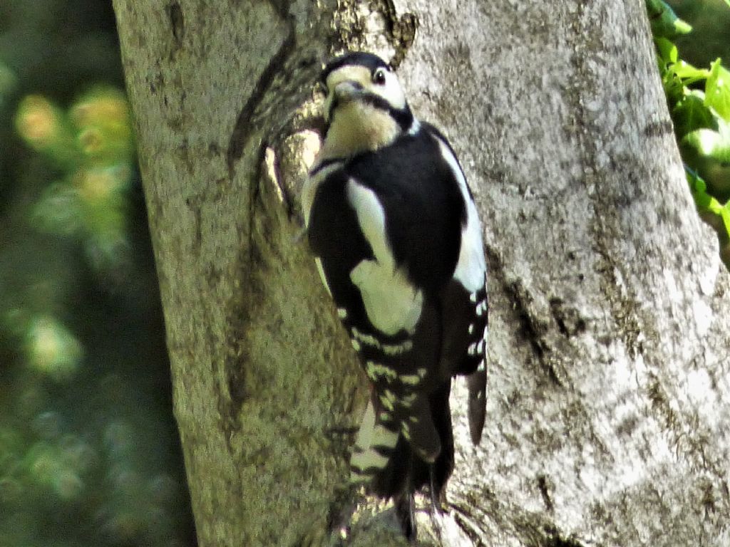 Picchio rosso maggiore (Dendrocopos major)